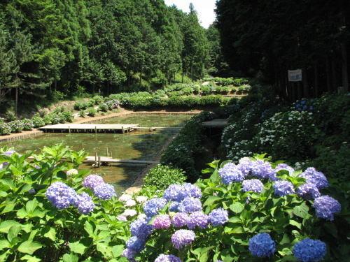 手前にあじさいの花がさいており、奥には木々に囲まれた場所に立梅用水と水の溜まっているメダカ池が写っている写真